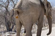 poop elephants elephant scotsman tusker spits