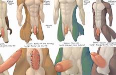 penis chart wolf erection furry canine deletion flag options edit respond