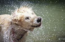 wet dog dogs smell shake why pet do water shaking they when very stock big finest establishment luke supply source