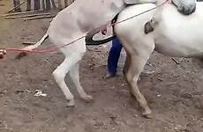 horse mare donkey breeding videos zoo tube
