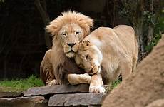 zoo philadelphia usa zoos lions animals tourscanner