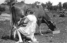 milking cows guernsey plainfield