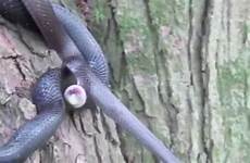 sex snakes having snake girls reproduction naked