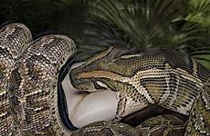 snake eaten girl deviantart hungry deviant core deviation