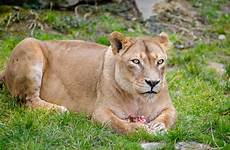 lion lioness female animal mammal animals wild nature zoo puma wildlife background mane big flickr english