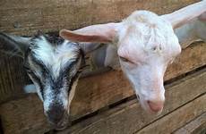 smithsonian goats petting