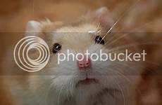 hamster granny photobucket