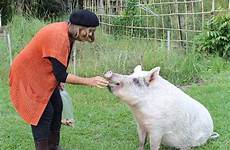 pig bestiality francis alive seventh beak forced broken later chicken said found still she but ms