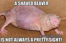shaved beaver bever sight jokes hell