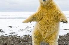 bear dancing polar funny animals meme bears dance cute amazing body shake baby arctic if good beach シロクマ 画像 sexy