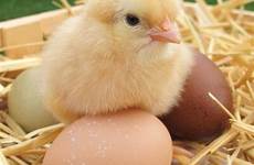chick baby chickens pollos hatch pollitos hatching incubator gallina flashcards roosters dibujos mascotas