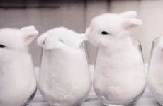 gif bunnies fluffy tenor