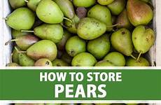 pears depending cultivar varieties keepers stored conditions gardenerspath harvested
