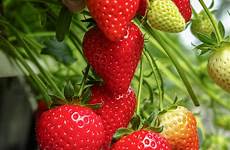 strawberries pots ripe harvesting containers harvests