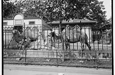 zoo nyc hoax camels untapped untappedcities
