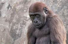 gorilla gorillas primates monkey