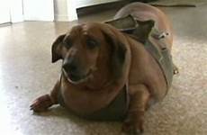 obese wiener obie pound barely overweight apparently dotson dachshund