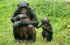 bonobos sex do bonobo their having life female spend really time credit offspring alamy help stock bildarchiv gmbh juniors succeed