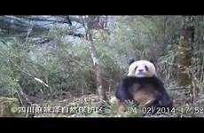 masturbating gif panda animals footage newly released wild shows masturbates source couple