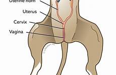 spaying pregnancy organs pregnant reproductive ventral shows