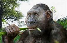paranthropus boisei evolution hominin robustus ancestor prehistoric primata chimpanzee australopithecus chimpanzees primates bigfoot between evidence hominid australopithecines fossils nut
