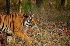india tigers safaris