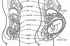 anatomy pregnancy veale embrionik fasa