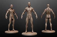 anatomy ecorche cgtrader