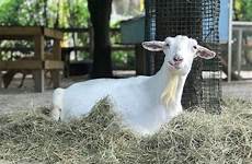 goat arthritis franny sentinel