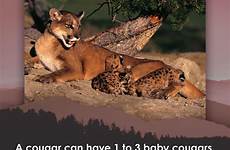 cougars americanreadingathome