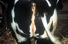 vulva bovine female reproduction infantile genitalia reproductive small heifer external system uterus
