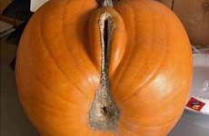 vagina pumpkin food ban file only