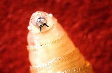 screwworm parasite worms larva flesh parasites humans npr steaks myiasis lead grasps wound protrusions screws barfblog emerging concern dozens graphic