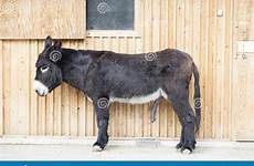 burro pene esel donkey