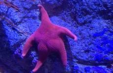 starfish squarpants spongebob aquarium spotted spite