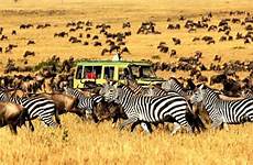 safari serengeti park national african parks adventures