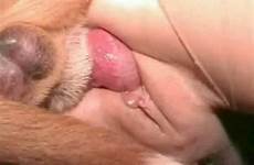 vagina close penis entering dog fucking cum nude hole lick