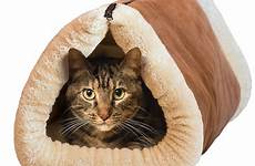 cat sleeping tube bed bag mat kitty pet shack kittyhub tunnels tunnel accessories cats beds purchase amazon keep