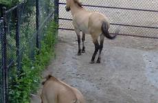 extinct except przewalski zoos completely horse