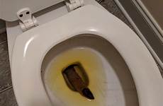 toilet poop boy clogged bad comments