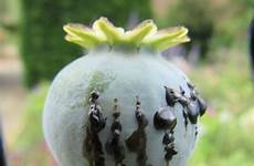 opium lambeth poppy lore harvested