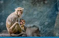 mother newborn breastfeeding monkey preview