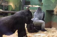 mating gorillas