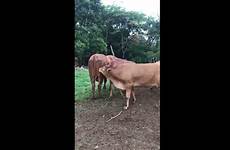 heifer bulls