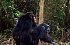 sex humans chimps