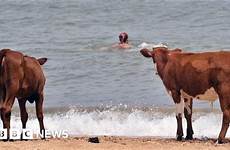 nudist beaches swedish cows bbc allowed heatwave