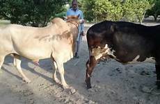 cow mating milking