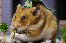 hamster monster matsushima joel jensen author giant tiny joseph amy