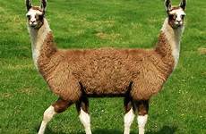 llama headed pushmi head two dolittle animal snake doctor dr types animals llamas each end photoshopped cryptozoological awesome quotes different