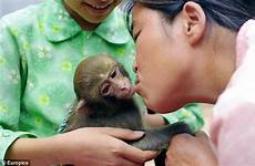 monkeys breastfeeds trainer shocking primate secret closs jiao shares